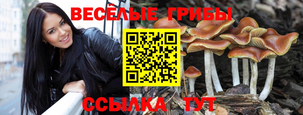 Псилоцибиновые грибы GOLDEN TEACHER Рославль
